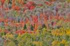 USA, Idaho. Aspen and maple near Liberty and Bear Lake in autumn colors Art Print